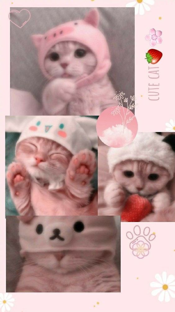 dp-cute-cat