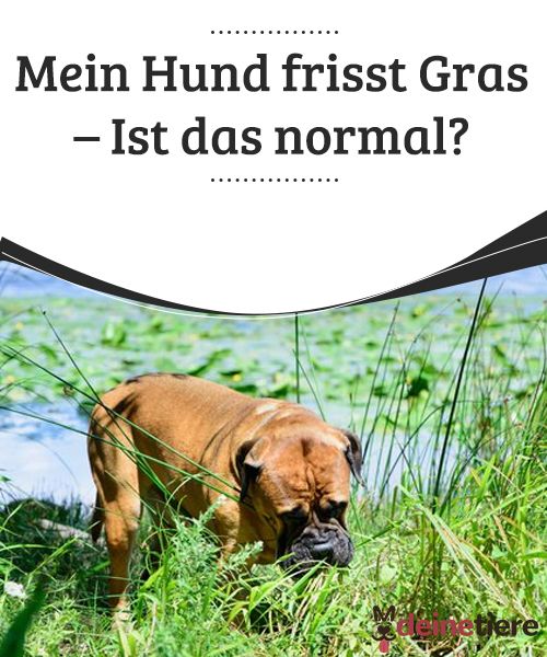 Mein Hund Frisst Gras Ist Das Normal My Animals Hunde Gras Hund Und Katze