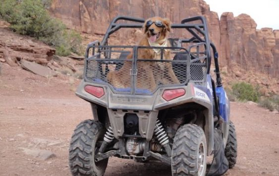 ATV Dog Box by Dusty Dawgs