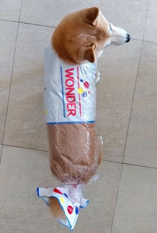 Stop Whatever You Re Doing And Look At These Pet Halloween