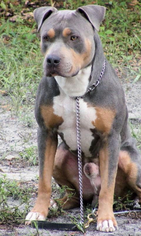 Finally A Tri Color Pit Who Still Has His Ears Pitbull Dogs