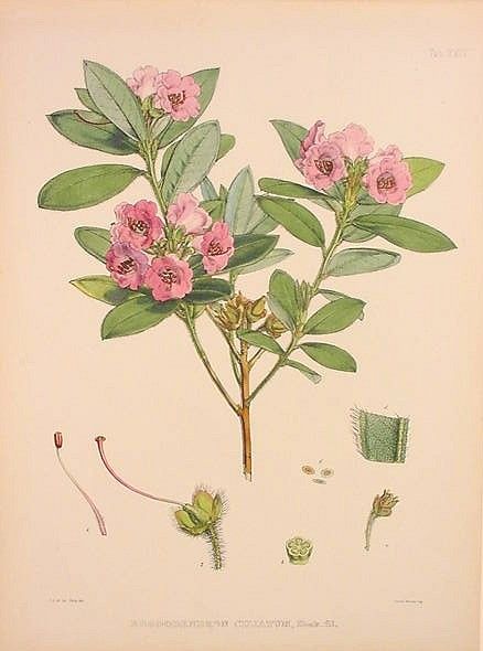 Joseph Dalton Hooker, M.D. From "The Rhododendrons of Sikkim-Himalaya; being an Account, Botanical and Geographical of the Rhododendrons recently discovered in the Mountains of Eastern Himalaya, from Drawings and Descriptions made on the Spot, during a Government Botanical Mission to that Country." Edited by Sir W.J. Hooker, Vice President of the Linnean Society and Director of the Royal Gardens of Kew. London: Reeve and Co., 1849-51.
