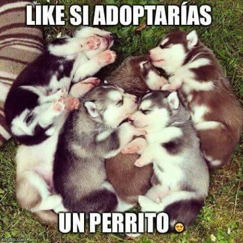 Sie Sind Die Schönsten Welpen Die Es Gibt Animalitos Tiernos Animalitos Die Gibt Schönsten Sie Sind Tiernos Welp Adoptar Un Perro Perrito Perros