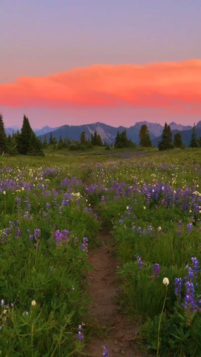 Sunset with beautiful flowers scenery