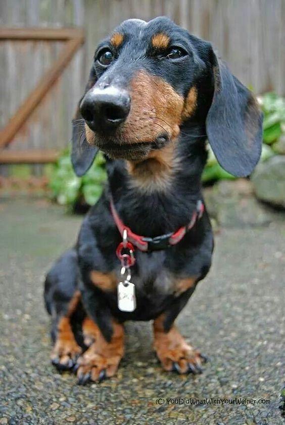 Black And Tan Dachshund Black And Tan Dachshunds Black And Tan