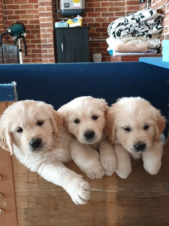 Pin By Kay On Cute Baby Dogs Cute Baby Animals Cute Dogs And
