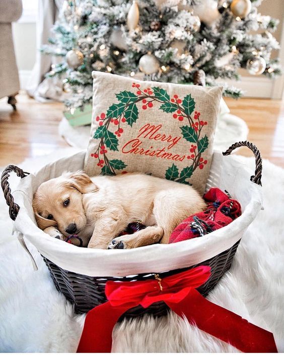 10 Wag-worthy Holiday Gift Ideas For Golden Retriever Lovers - DogTime