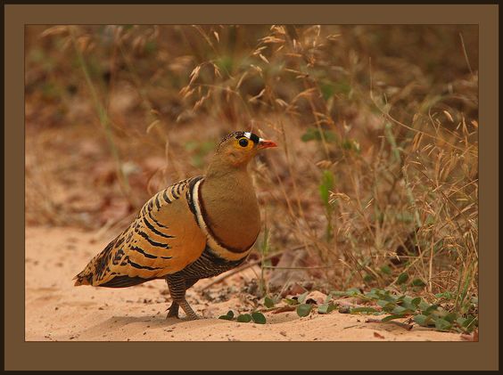 victoria milan flashback pheasant victoria milan flashback pheasant