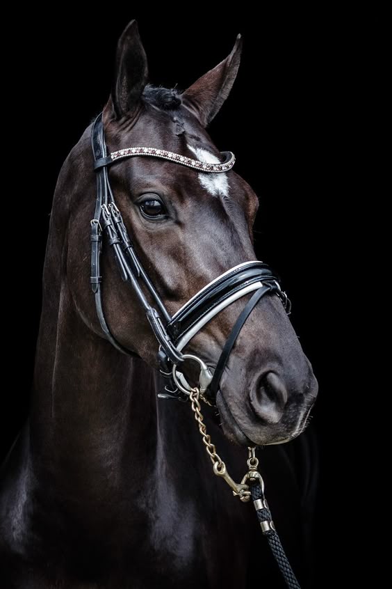 Equine photography