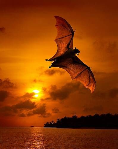 Bat at Sunset