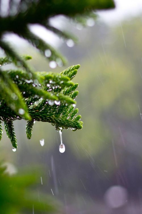 c1tylight5: Raindrops on Leaves | Abhishek Khare