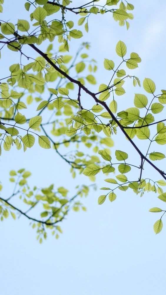 Download free image of Phone wallpaper, HD plant leaf nature photo background. Original public domain image from Wikimedia Commons about iphone wallpaper, phone wallpaper, mobile wallpaper, green iphone wallpaper, and iphone 3864311