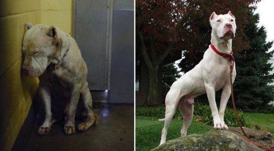 antes y después de un perro adoptado antes y después de un perro adoptado