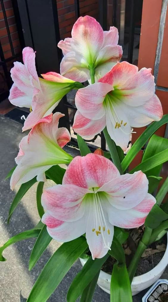Lilies growing and care