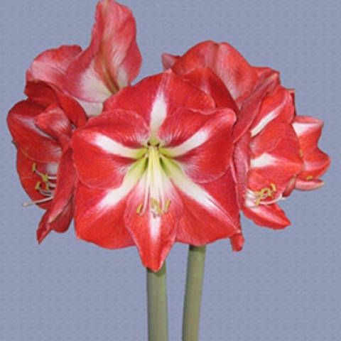Amaryllis Zombie Christmas Flowering Double Amaryllis Amaryllis Flower Bulb Index Bulb Flowers Amaryllis Flowers Beautiful Flowers