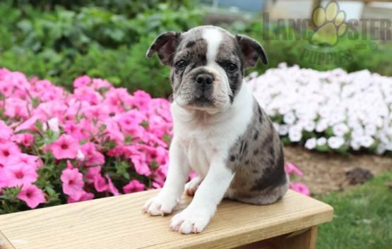 Ace Frenchton Puppy For Sale In Rebersburg Pa Lancaster