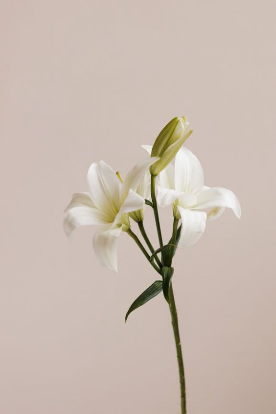 Your Guide To Sustainably Farmed Flowers For Mother\'s Day — The Good Trade