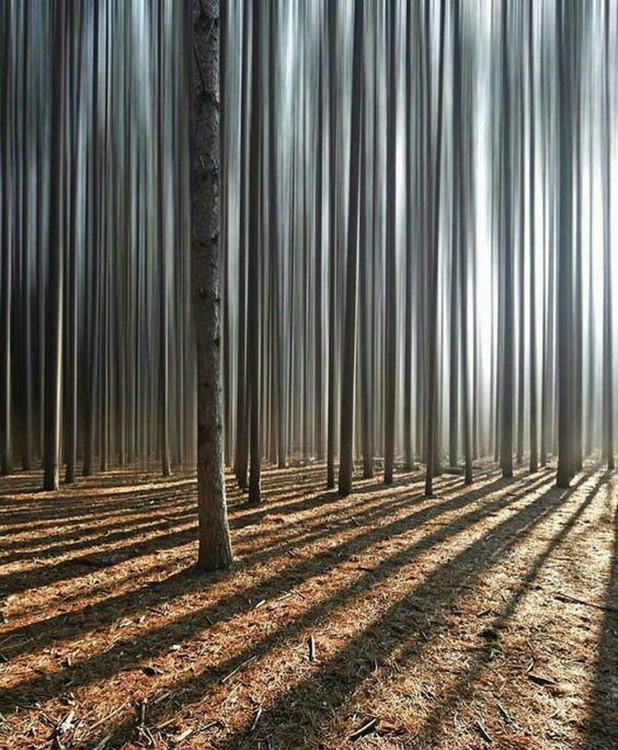 🔥 This Forrest 🔥