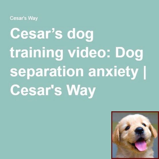 Potty Training A Puppy To Go Outside And My Dog S Behavior Has