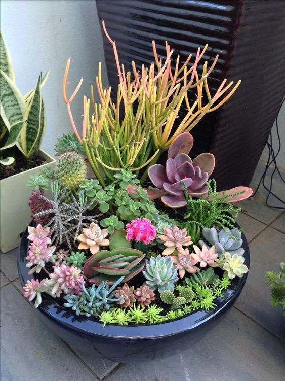 succulent and cacti in a wide planter #gardenIdeas #garden #gardening #plants #homeDecor #indoor