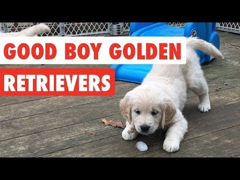 Good Boy Golden Retrievers Funny Dog Video Compilation 2017