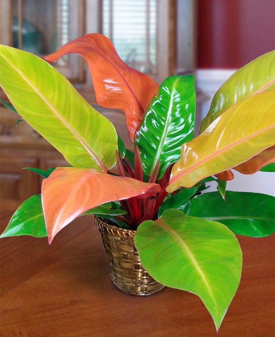 "Prince of Orange" Philodendron