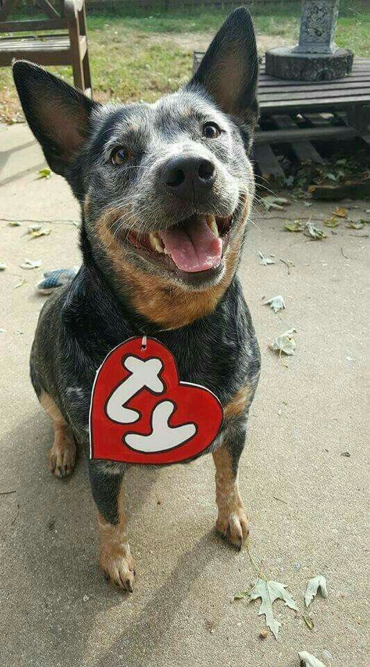 Pin By Karen Levin On Australian Cattle Dogs Rule My World