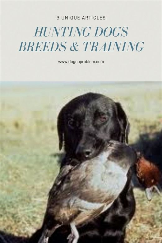 Dog Training In My Area Dog Training Pads Large Dog Training