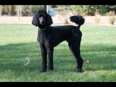 Standard Poodle Dog Dog Breeds The Facts Info Dog Training