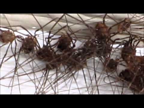 Grand Daddy Long Legs Ewww With Images Long Leg Spider Daddy