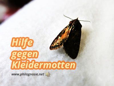 Lebensmittelmotten Im Futter Fur Papageien Sittiche Lebensmittelmotten Sittiche