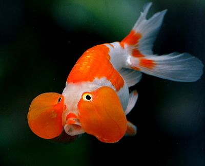 Bubble Eye goldfish have an evenly curved back that lacks the dorsal fin