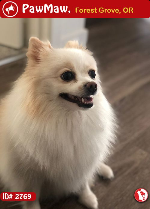 Help Tina Is Lost Pets Losing A Pet Breeds
