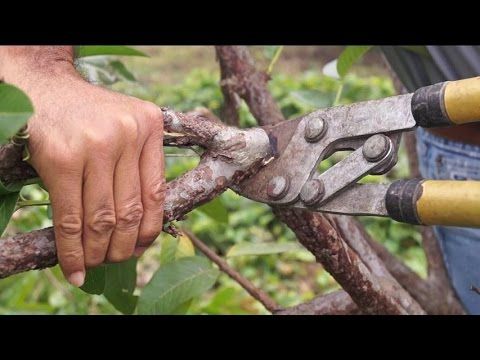 Cómo Anillar Un árbol De Aguacate Para Inducir Floración Youtube árbol De Aguacate Aguacate Cultivar Guayaba