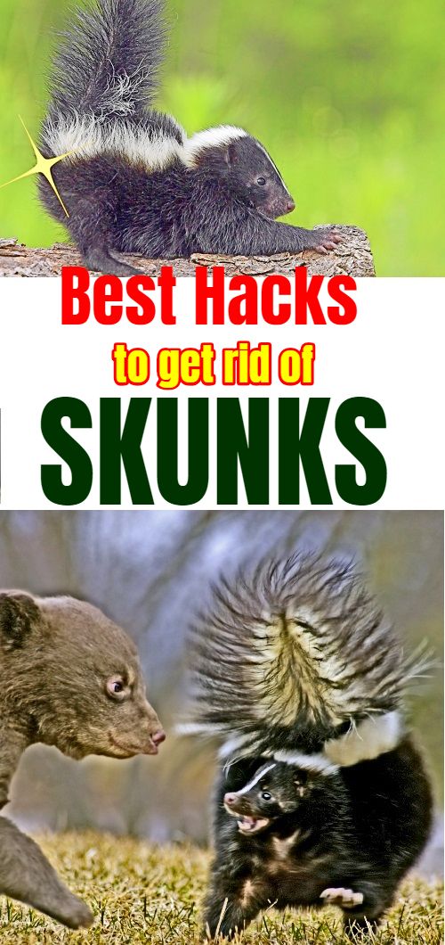 Skunks And Their Natural History Effective Wildlife Solutions Skunk Smell Skunk Repellent