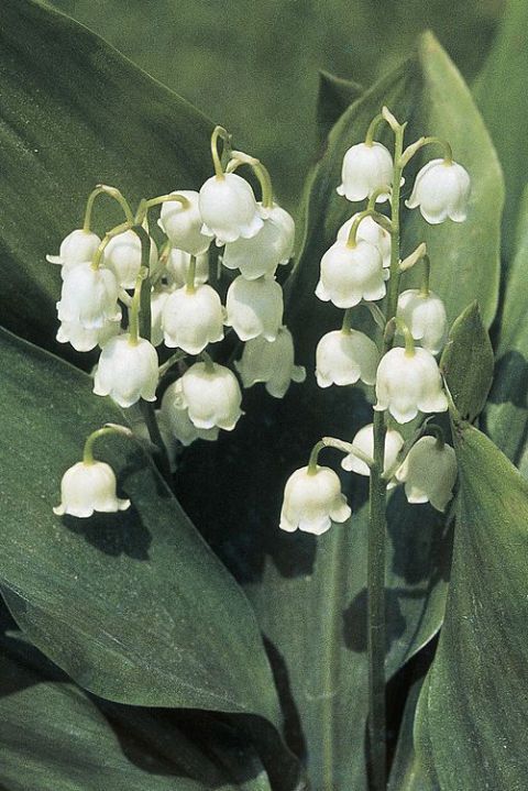 What Your Birth Flower Says About Your Personality