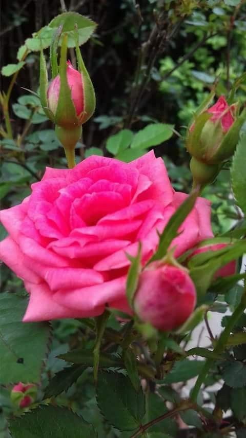 roes-flowars