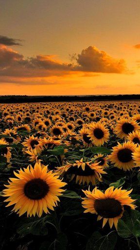 Featured Rpg Vida Loka Real Life Amino Sunflower Iphone Wallpaper Nature Photography Sunflower Wallpaper