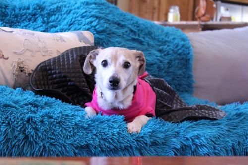 Dog For Adoption Athena A Dachshund Feist Mix In Gulfport Ms