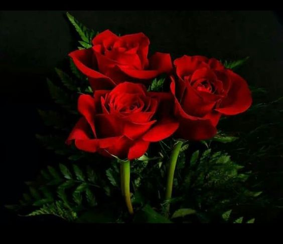 Pin De Cristina Solis En Mis Rosas Rosa Roja Rosas Fondo De Pantalla Flores Bonitas