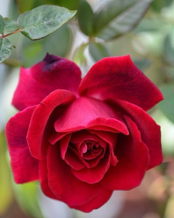 roes-flowars