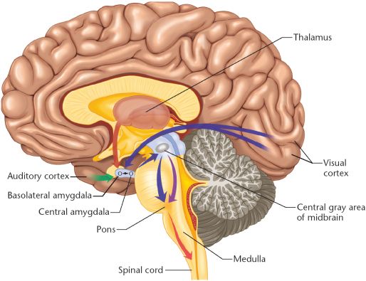 Labeled Brain Diagram Amygdala Labeled Brain Diagram Amygdala