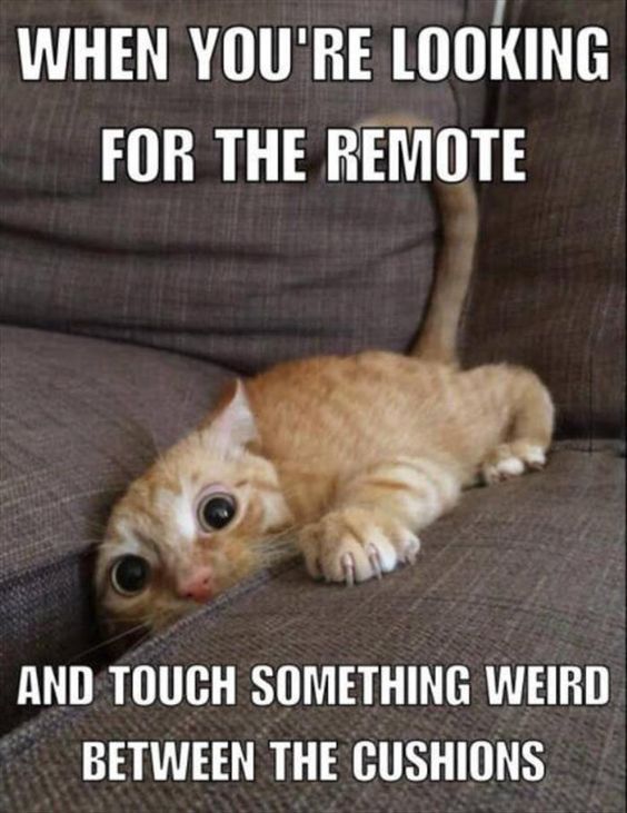 Need A Good Laugh Check Out These Funny Quotes To Help You Get Through Today These Funny Quotes Will Seri Funny Animal Jokes Funny Animal Memes Funny Animals Need A Good Laugh Check Out These Funny Quotes To Help You Get Through Today These Funny Quotes Will Seri Funny Animal Jokes Funny Animal Memes Funny Animals