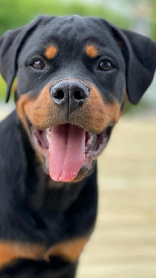 Happy saturday ☀️💛🐾