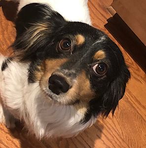 Adopt Bowie On Adoptable Dachshund Dog Dogs Dog Spay