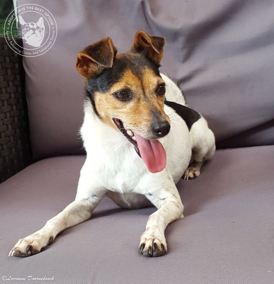 Diddy Small Female Miniature Fox Terrier X Tenterfield Terrier
