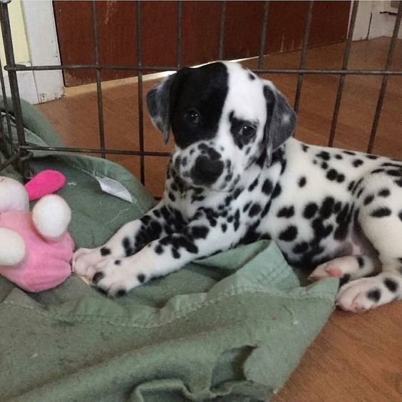 Welcome to Instagram! You'll fit right in. Looking forward to seeing more pictures of you in your new home! Credit to @fitzthedalmatian by dalmatians_of_instagram #lacyandpaws