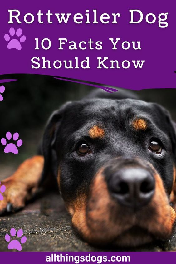 If you are looking at the Rottweiler breed then All Things Dogs has you covered with 10 facts you should know about this breed. Get a quick summary of the Rottweiler to look at this breed at a glance. Learn about the appearance and origins of the Rottweiler along with their personality and temperament to see how they will fit into your household. See how best to take care and train a Rottweiler to have them truly thriving. Find out about the Rottweiler breeds price and much more right here.