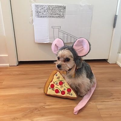 Pizza Stealer - These Animals Are Celebrating Halloween Better Than You - Photos