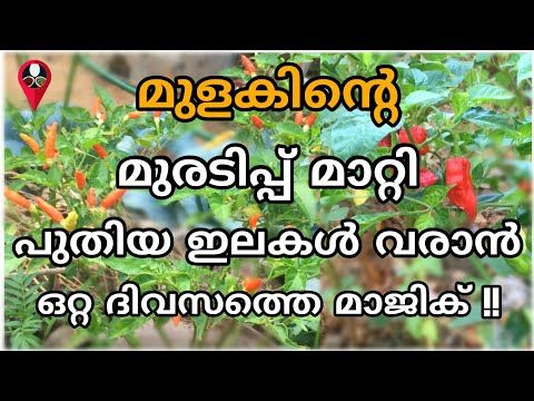 മുളക് കാട് പോലെ വളരും | Kanthari mulaku krishi in malayalam | Pachamulaku krishi tips | Prs Kitchen - YouTube